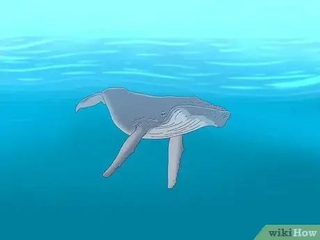 Image titled Why Do Whales Breach Step 1