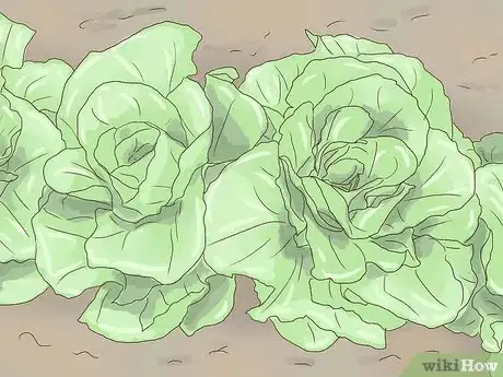 Image titled Plant Lettuce Step 9