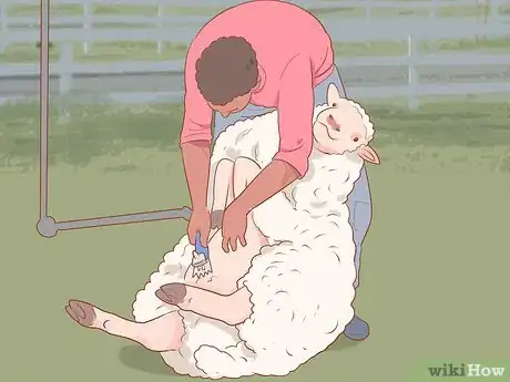 Image titled Shear a Sheep Step 7