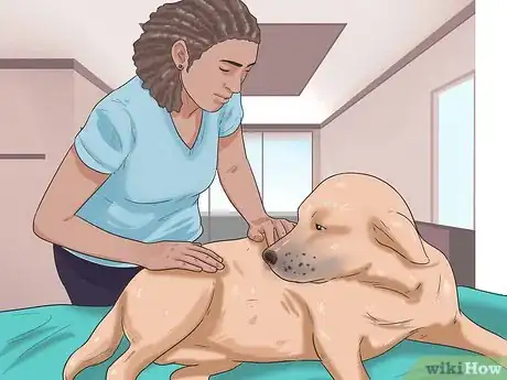 Image titled Know If Your Dog Has Cancer Step 1