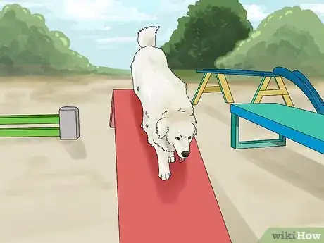 Image titled Identify a Great Pyrenees Step 16