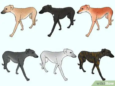 Image titled Identify a Greyhound Step 9