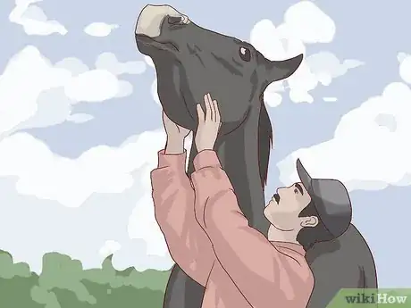 Image titled Get Rid of Ear Plaque in Horses Step 11