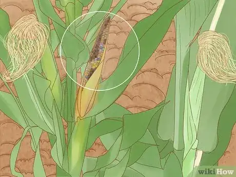 Image titled Grow and Harvest Glass Gem Corn Step 12