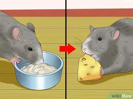Image titled Feed a Pet Rat Step 3