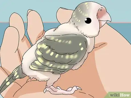 Image titled Stop a Parakeet from Biting Step 1