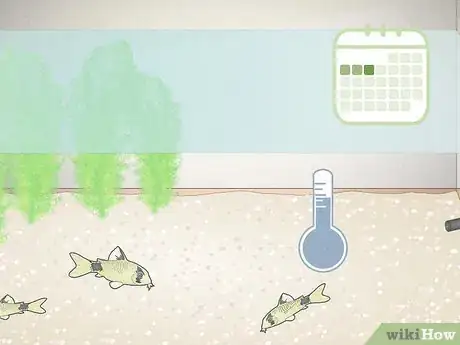 Image titled Breed Corydoras Fish Step 9