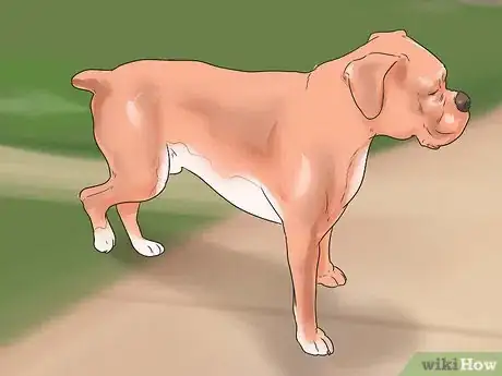 Image titled Treat Neck Pain in Dogs Step 14