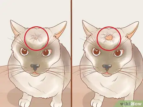 Image titled Recognize Skin Cancer in Cats Step 5