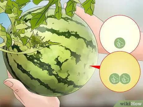 Image titled Tell when a Watermelon Is Ripe and Ready for Picking Step 2