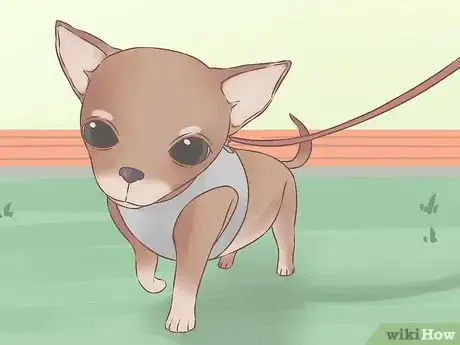Image titled Care for Your Chihuahua Puppy Step 9