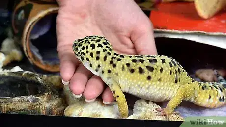 Image titled Have Fun With Your Leopard Gecko Step 4