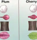 Identify Cherry Trees