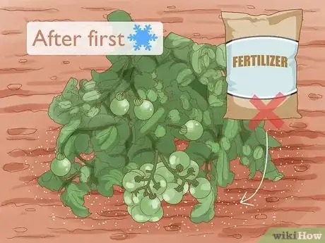 Image titled Fertilize Tomatoes Often Enough Step 7