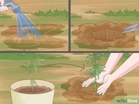 Image titled Grow Cannabis Outdoors Step 10