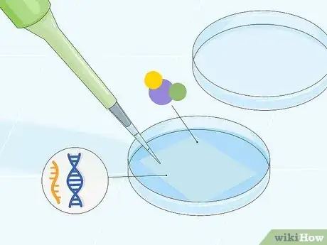 Image titled Determine Genotype Step 12