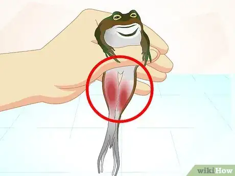 Image titled Care for a Sick Frog with Red Leg Disease Step 4