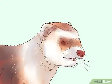 Image titled Spot Signs of Illness in a Ferret Step 11