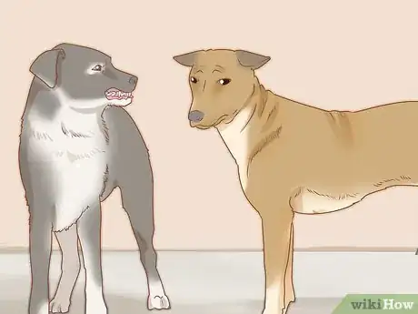 Image titled Deal with Common Mating Problems in Dogs Step 7