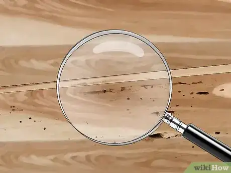 Image titled Identify Termite Larvae Step 5