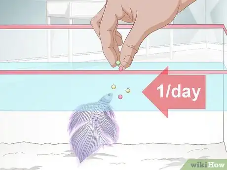 Image titled Feed a Betta Fish Step 4