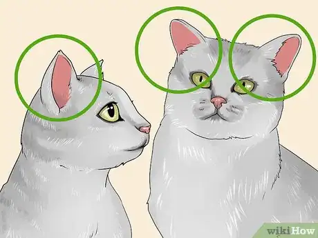 Image titled Identify a Burmilla Cat Step 3