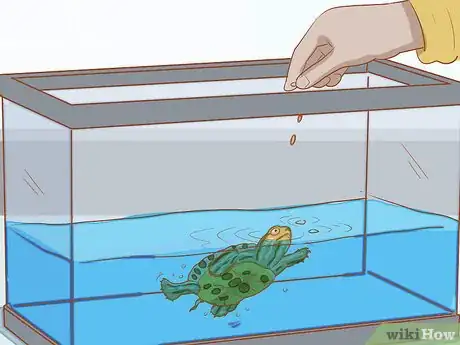 Image titled Take Care of Baby Water Turtles Step 15