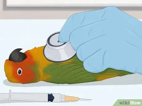 Image titled Feed a Conure Step 12