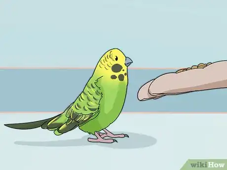 Image titled Stop a Parakeet from Biting Step 3