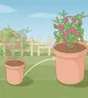 Plant Flowers