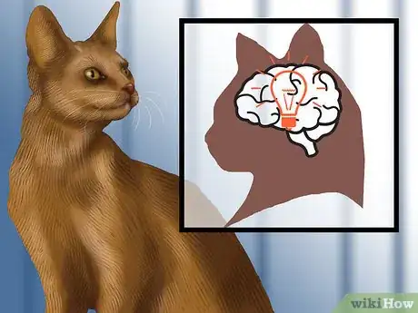 Image titled Identify an Abyssinian Cat Step 5