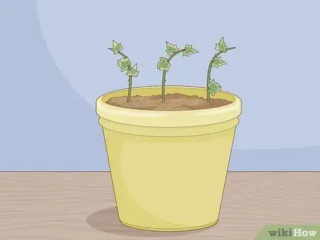 Image titled Plant Ivy Step 10