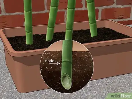 Image titled Propagate Bamboo Step 5