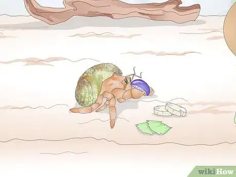 Image titled Care for Land Hermit Crabs Step 10