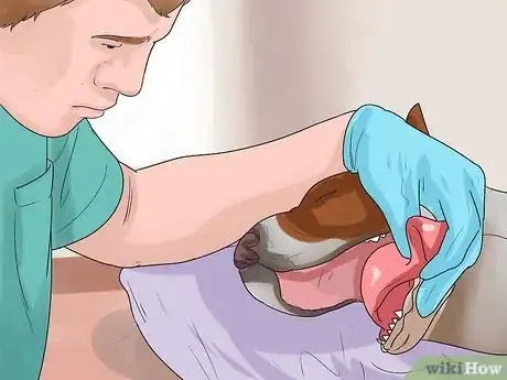 Image titled Know If Your Dog Has Cancer Step 6