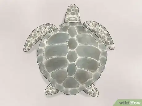 Image titled Identify Turtles Step 16