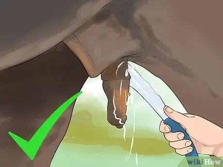 Image titled Clean the Sheath of a Horse Step 1