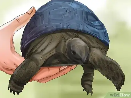 Image titled Tell a Turtle's Age Step 1