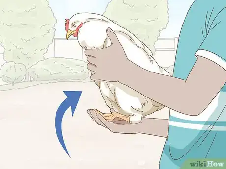 Image titled Hold a Chicken Step 5