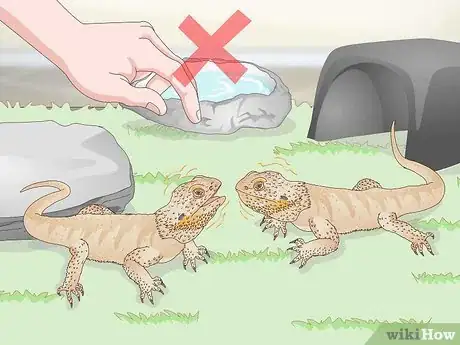 Image titled Pet a Bearded Dragon Step 10