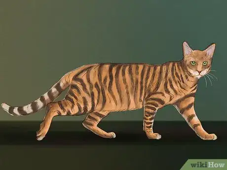 Image titled Identify a Toyger Step 1