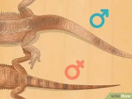 Image titled Tell the Sex of a Bearded Dragon Step 8
