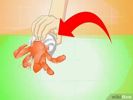 Image titled Know when Your Hermit Crab Is Dead Step 4