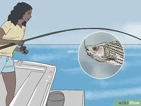 Image titled Catch Striped Bass Step 10