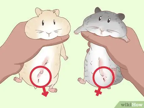Image titled Safely Keep Multiple Hamsters Step 3