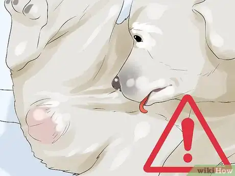 Image titled Determine Whether to Diaper a Senior Dog Step 2