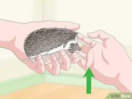 Image titled Carry a Hedgehog Step 16