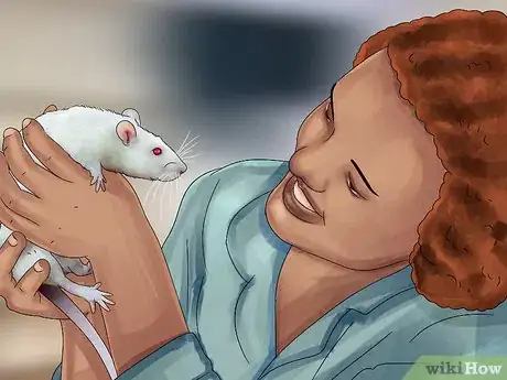 Image titled Get a Pet Rat Step 17