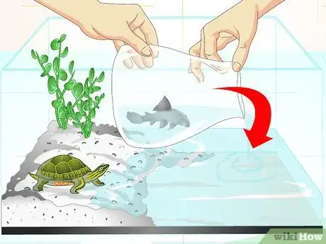 Image titled Put a Sucker Fish in a Tank With a Turtle Step 14