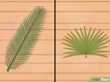 Image titled Identify Palm Trees Step 2